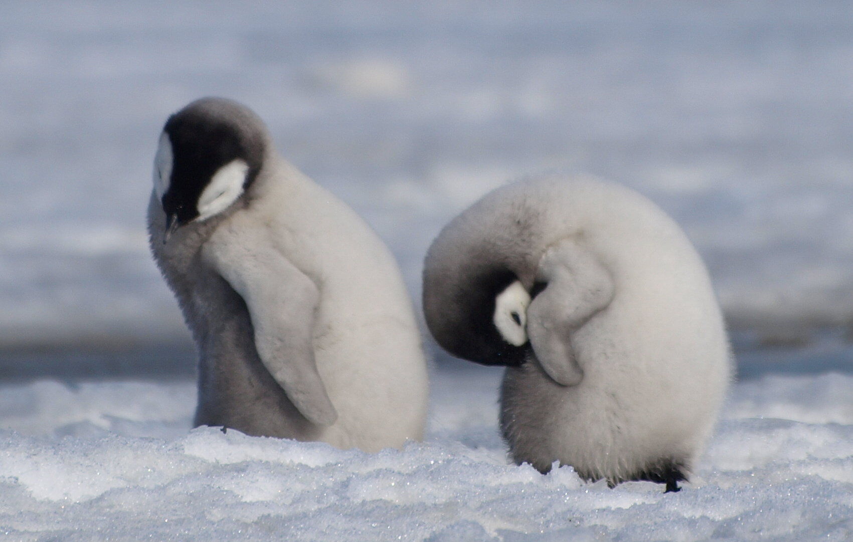 Emperor penguins populations in Antarctica rapidly declining, warns BAS